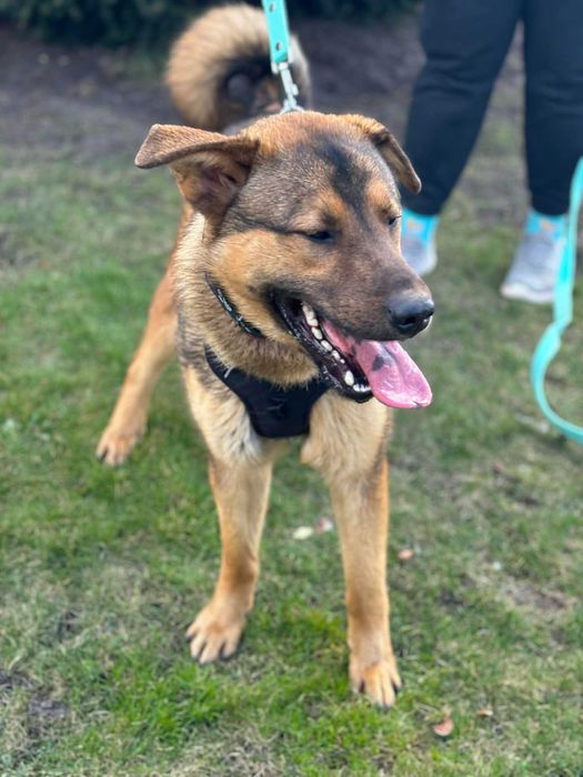 Niezwykle przyjacielski przepiękny pisak czeka na swój dom