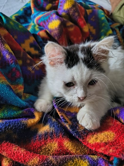 Подарую кошеня,гарненьку