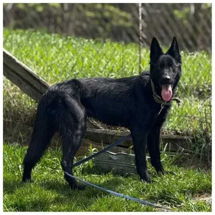 Активная собака Альфа