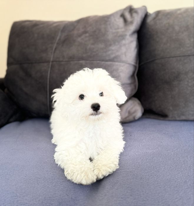 Цуценята бішонів