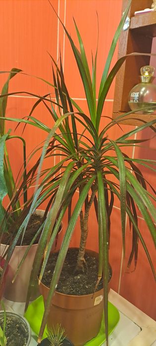 Пальма драцена комнатная