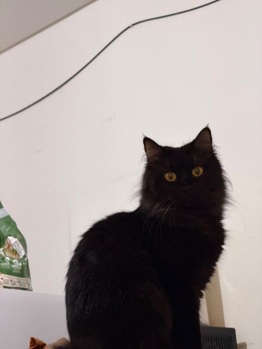 Adoção Gato Fêmea