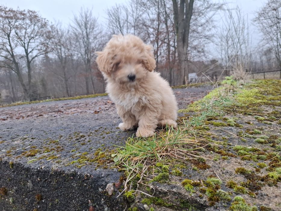 maltipoo suczka gotowa