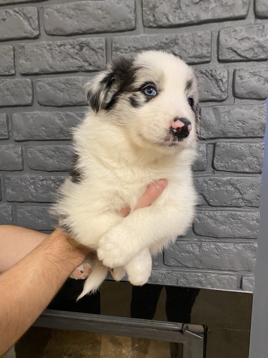 Piękny piesek Border Collie - Blue Merle, nr 7 - ASTOR
