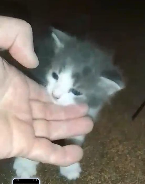 Малыши отчаянно нуждаются в вашей заботе