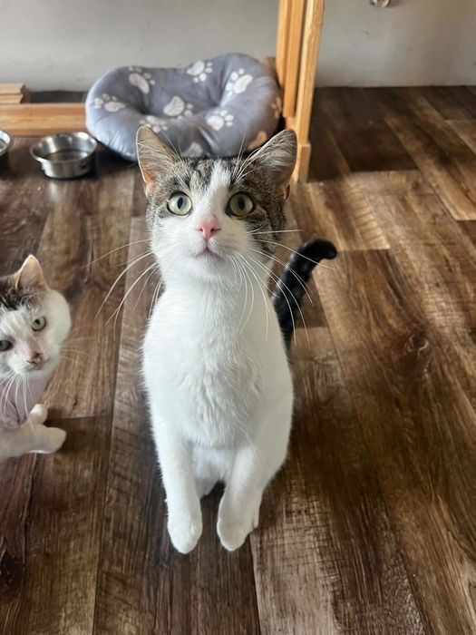 Maciuś kot do adopcji