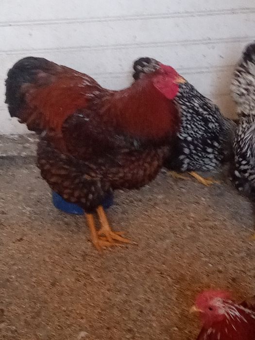 Sprzedam koguty ozdobne
