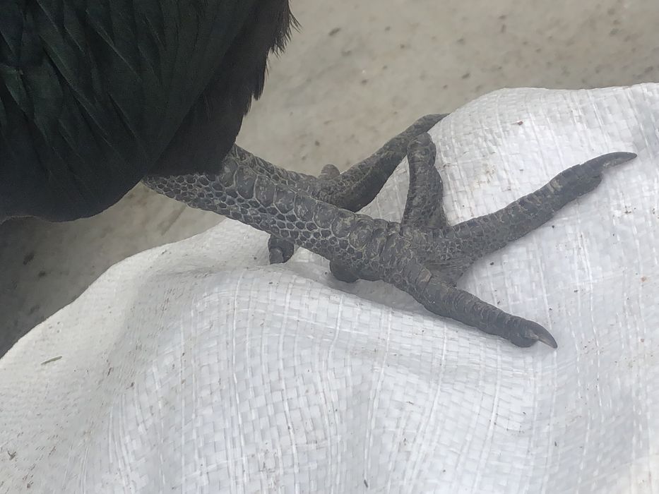 Інкубаційне яйце Аям Цемані. Півень Аям Цемані. Когут.