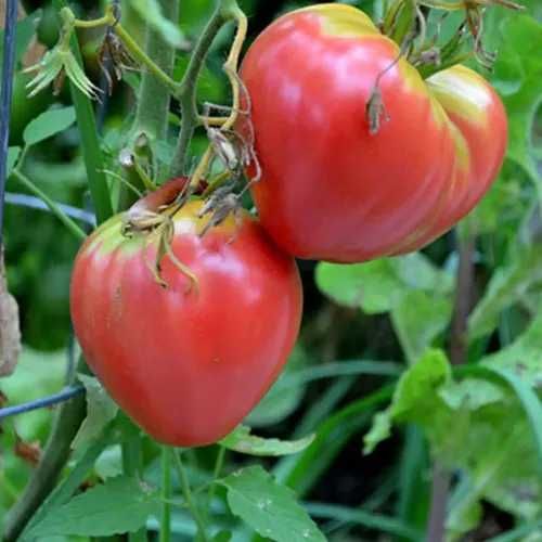 Tomate Giant Pink ( 12 uni.)