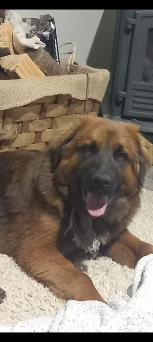 Cão golden retrivier com serra da estrela