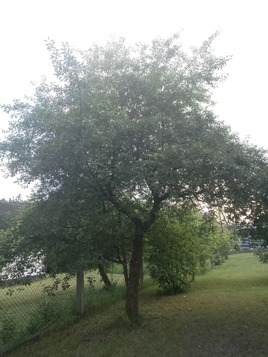 Wiśnie nie pryskane