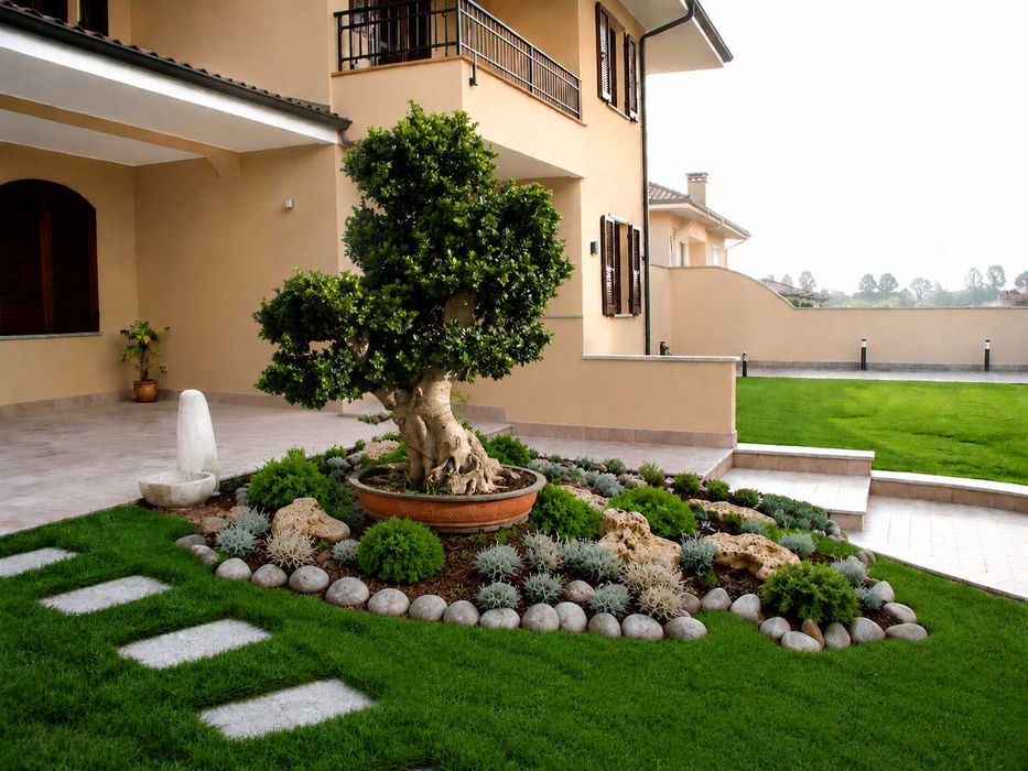 Bonsai Gigante Premium verdadeiro