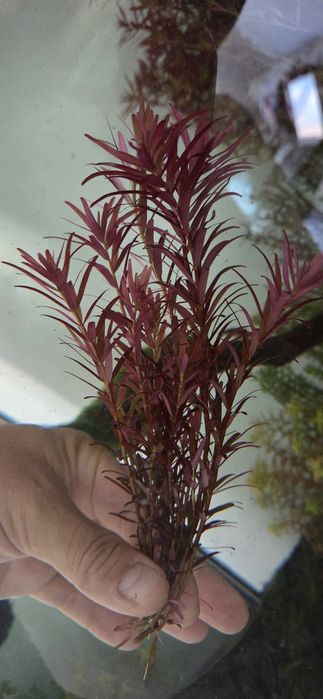 Planta aquário Rotala Blood - pés a cortar na altura