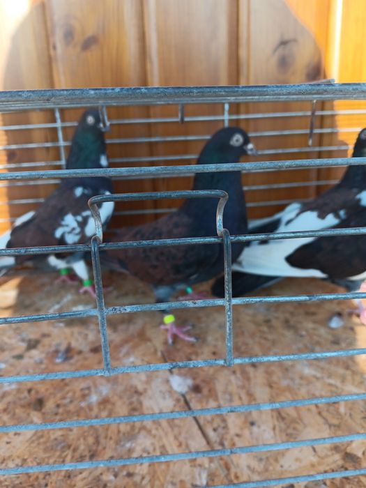 Gołębie zamojskie murzyny roztoczanskie