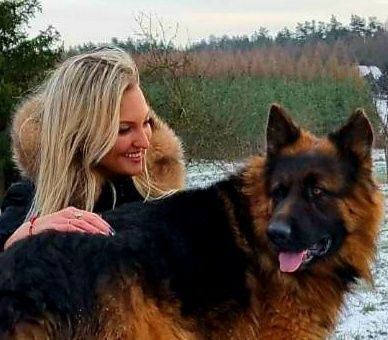 Owczarek niemiecki długowłosy POTĘGA