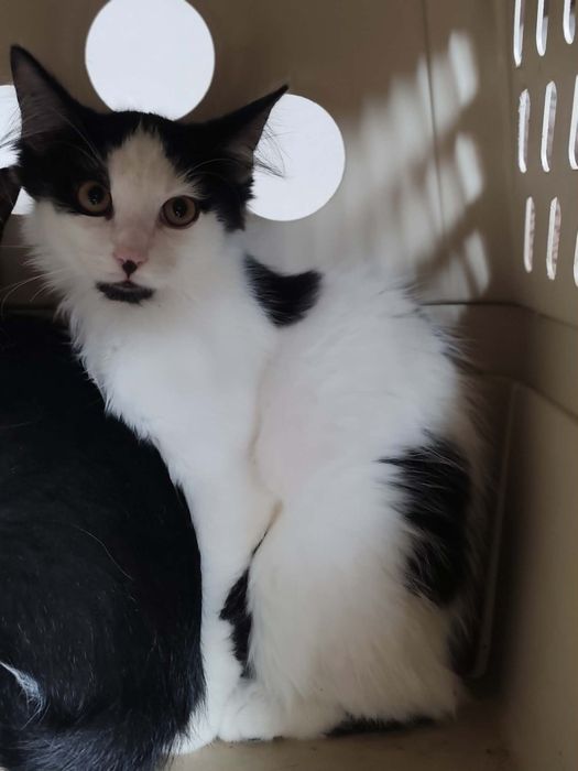 Kociaki do adopcji