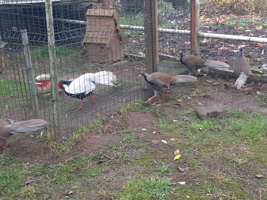 Bażanty bażant same srebrzyste młode lęg 2025