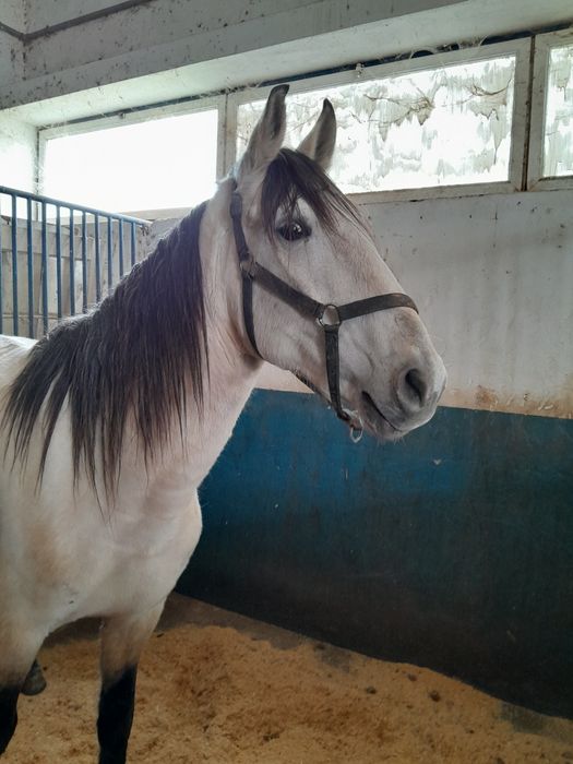 Poldro cruzado de 5 anos, filho de pai lusitano