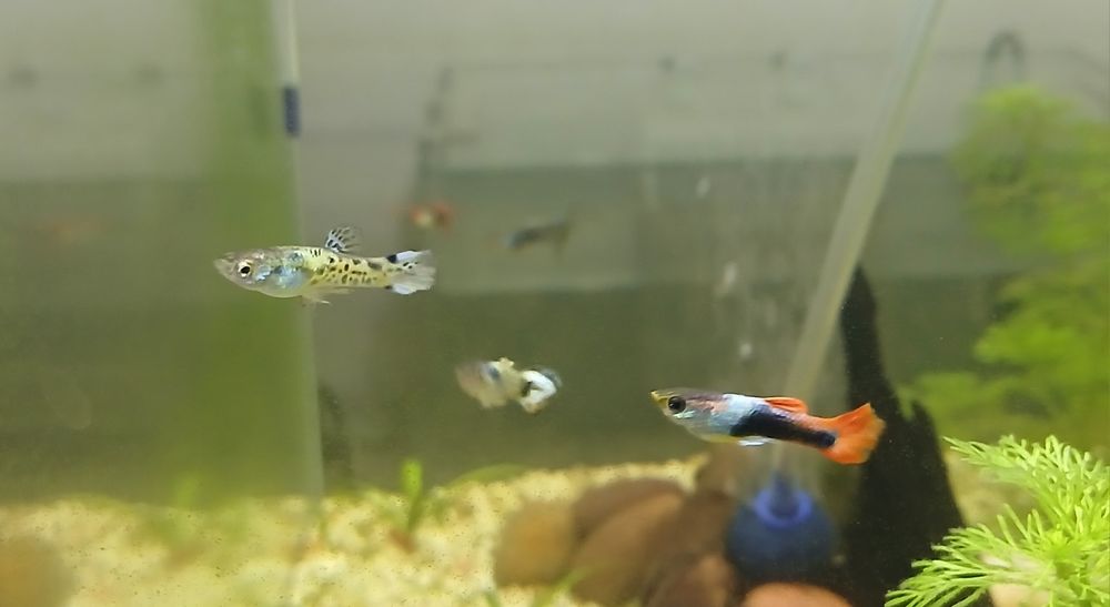 URGENTE (Guppys machos, Fêmeas e Alevinos)