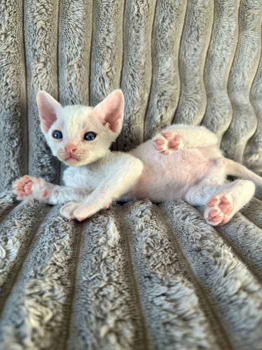 Котик Девон рекс/Devon Rex