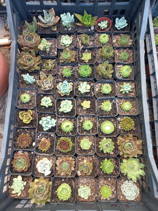 Suculentas "mini"