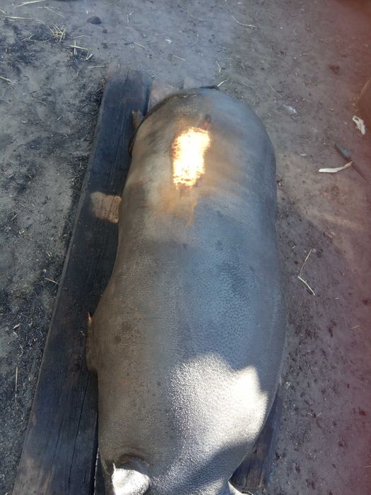 Вьетнамские свинки+свинина