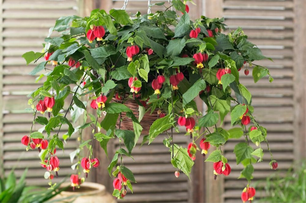 Abutilon megapotamicum - Lanterna Chinesa