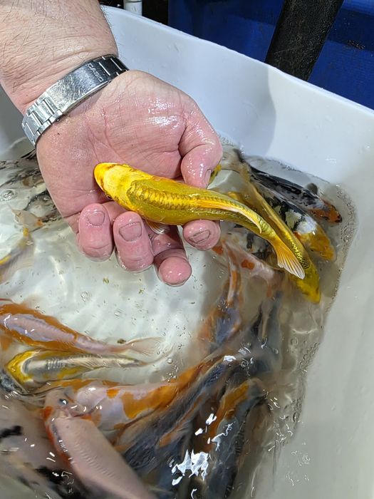 Amur karp koi karaś złota orfa jesiotr