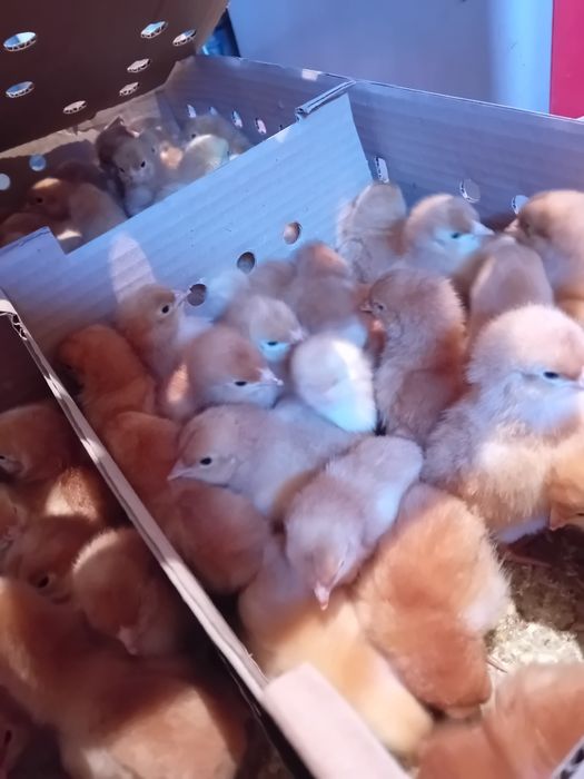 Kurczaki zielononozki  pisklęta brojlery Koguciki indyki gesi kaczki