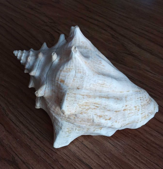 Ракушка большая  океаническая.