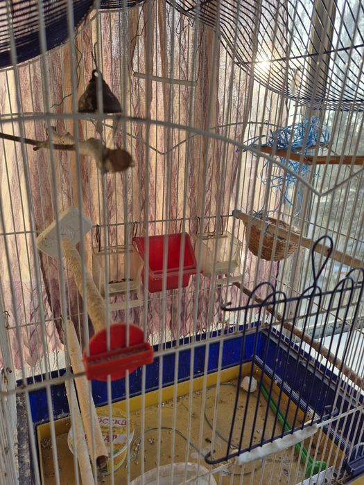 Клітка для птахів