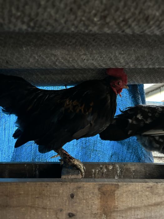 Продам курей (півнів) корольок/бентамку