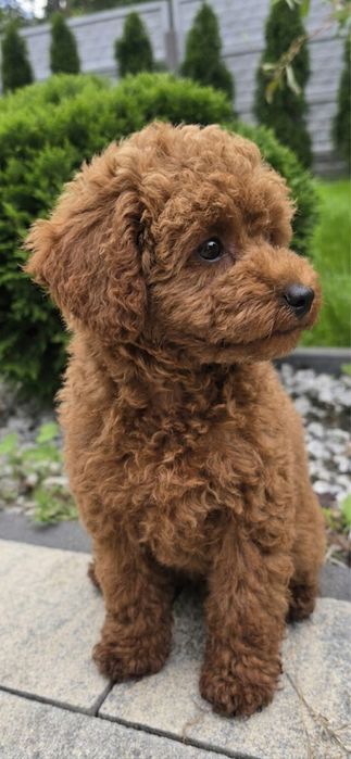 Cavapoo piekny kręcony chlopiec