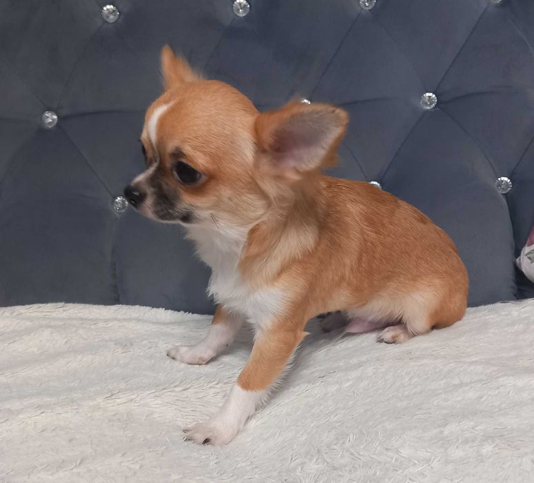 Piesek Chihuahua