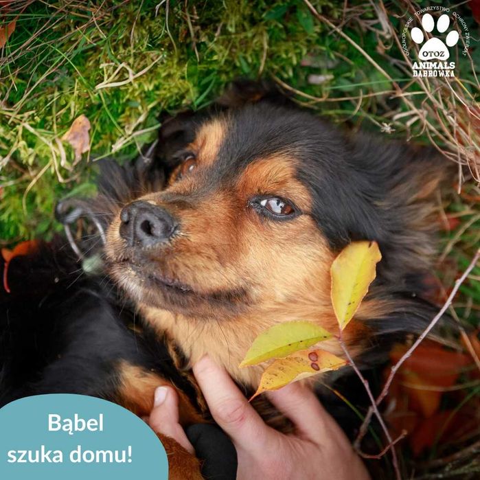 Bąbel szuka domu!