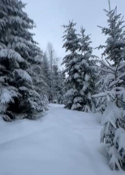 Земельна ділянка з ЛІСОМ на територіі .