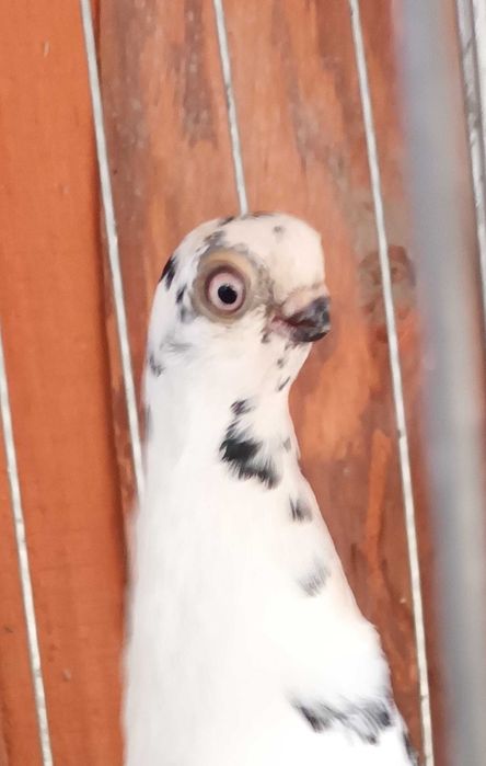 Gołebie ozdobne motyl warszawski samica 25r