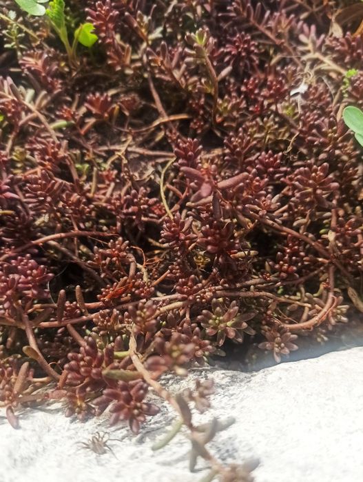 Седуми ( Очитки)