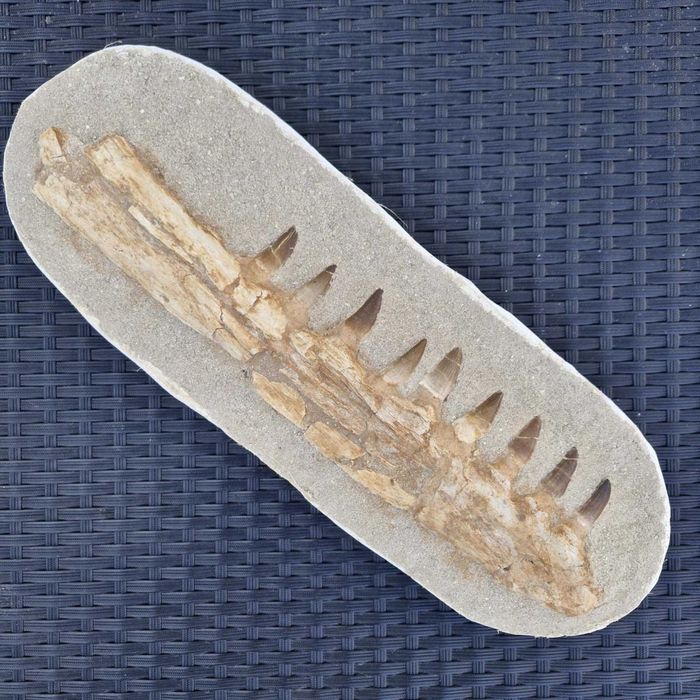Fossil Maxilar inferior de Mossassauro