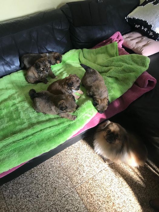 Cadelas de porte pequeno