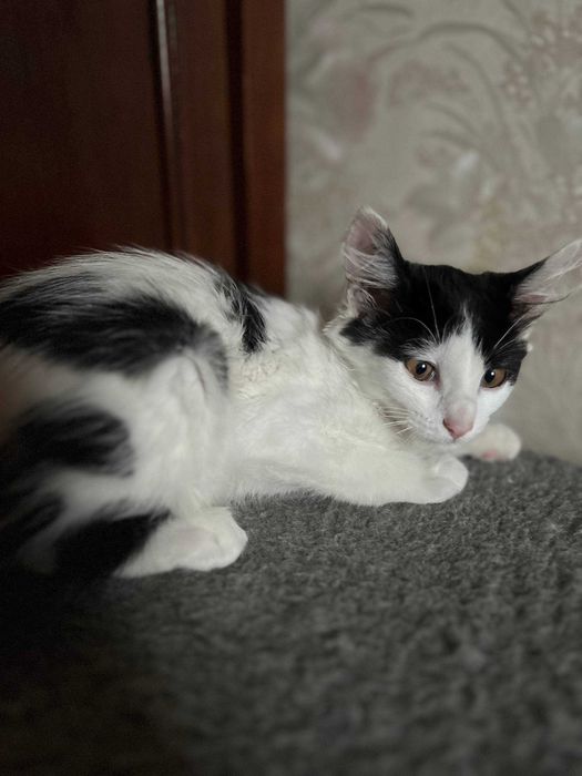 Віддам кошенят котиків в добрі руки
