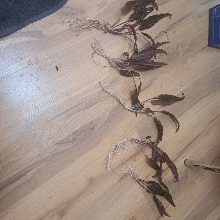 Roślinki cryptocoryne