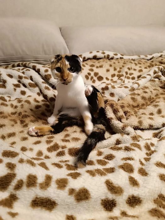 Породистая вислоухая Фюрер