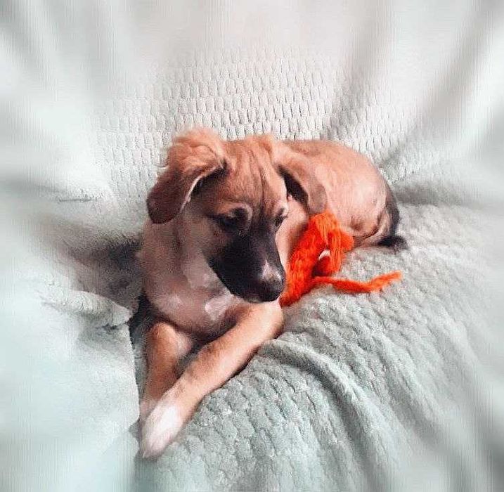 Срочно ищем любящих и ответственных хозяев!