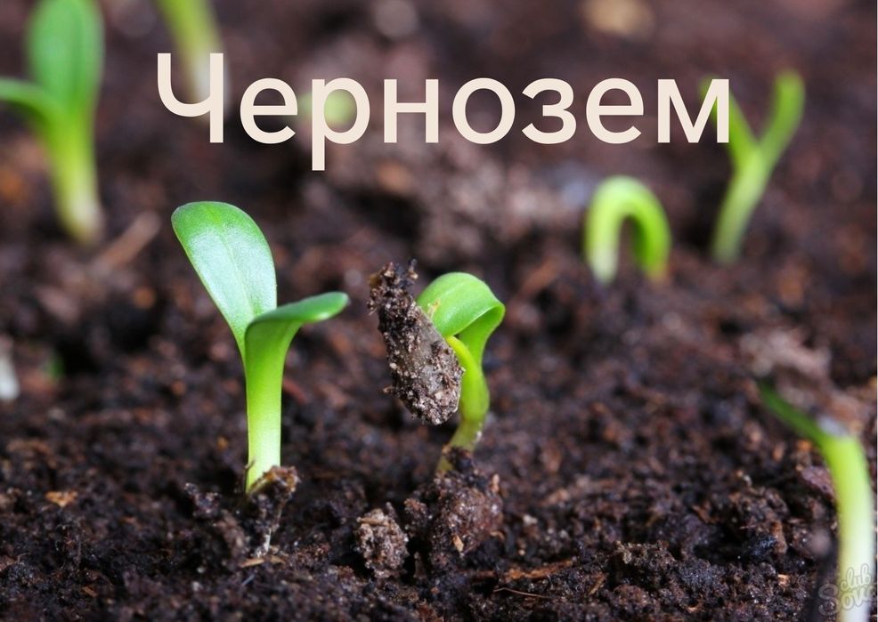 Чернозем. У мішках (80 грн) та насипом. Земля