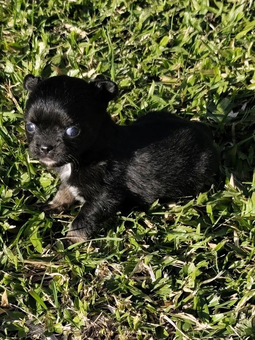 Macho chihuahua de pela comprido