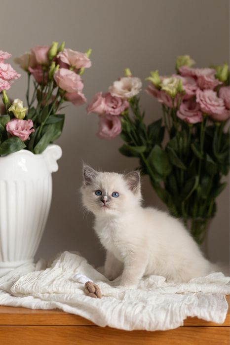 Kocurek Ragdoll -GUSTO