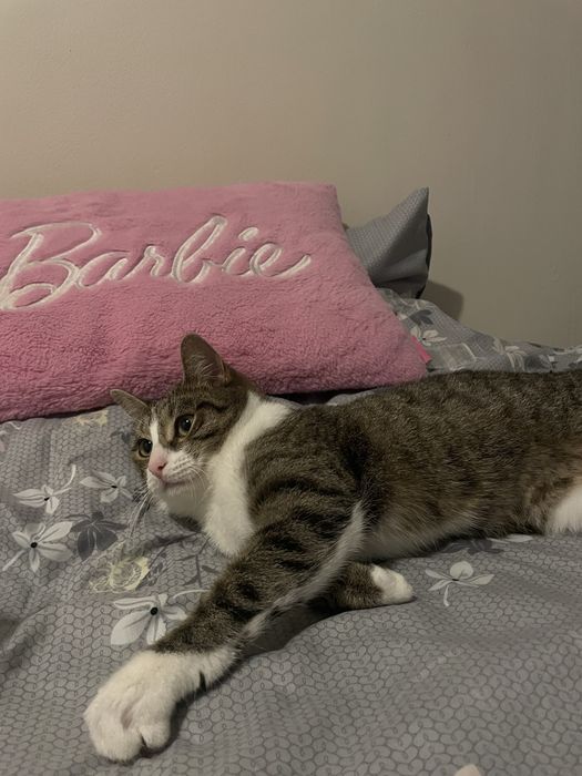 Oddam 2 kotki w dobre ręce