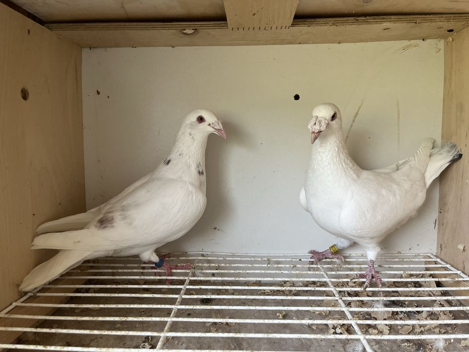 Gołębie staropolskie