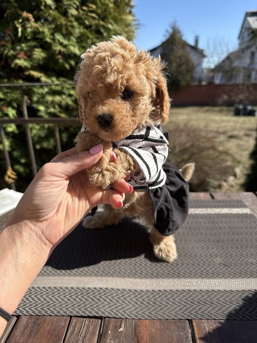 Дівчинка красуня мальтипу